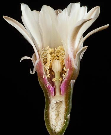 Gymnocalycium intertextum P 81